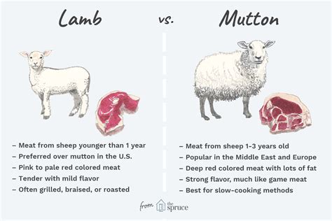 lamb in tagalog|Translate 'lamb' into Tagalog: meaning & definition .